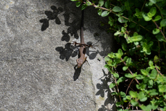 Takydromus tachydromoides