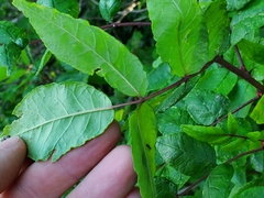 Zanthoxylum americanum
