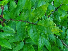 Zanthoxylum americanum