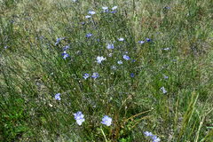 Linum perenne