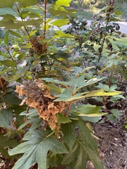 Hydrangea quercifolia