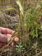 Solidago uliginosa
