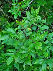Zanthoxylum americanum