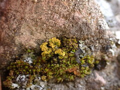 Xanthoria
