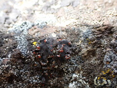 Erichansenia epithallina