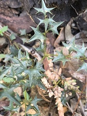 Podolobium ilicifolium