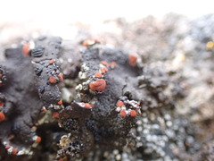 Erichansenia epithallina