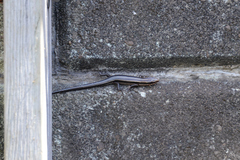 Plestiodon finitimus