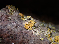 Xanthomendoza