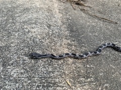 Pantherophis alleghaniensis