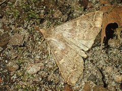 Renia discoloralis