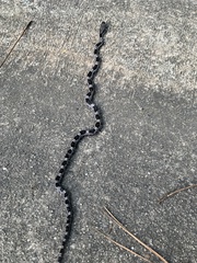 Pantherophis alleghaniensis