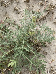 Ambrosia acanthicarpa