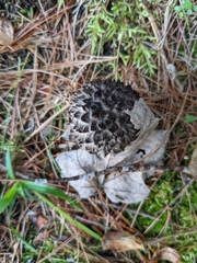 Strobilomyces strobilaceus