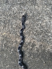 Pantherophis alleghaniensis