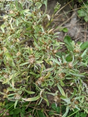 Gnaphalium uliginosum