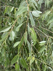 Salix amygdaloides
