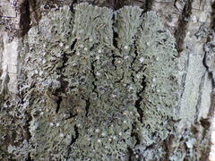 Physconia distorta subvenusta