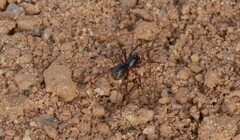 Oedignatha