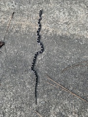 Pantherophis alleghaniensis