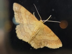 Scopula rubiginata