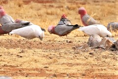 Cacatua sanguinea gymnopis