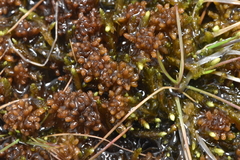 Sphagnum