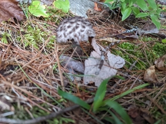 Strobilomyces strobilaceus