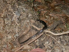 Stegonotus australis