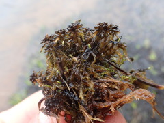 Sphagnum