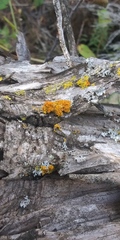 Xanthomendoza