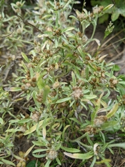 Gnaphalium uliginosum
