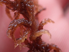 Sphagnum