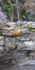 Xanthomendoza