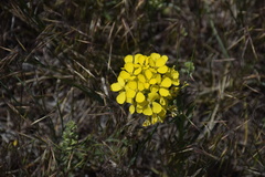 Erysimum asperum