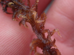Sphagnum