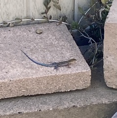 Aspidoscelis hyperythrus