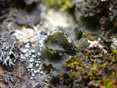 Leptochidium albociliatum