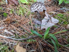 Strobilomyces strobilaceus