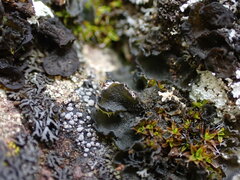 Leptochidium albociliatum