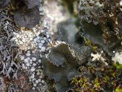 Leptochidium albociliatum