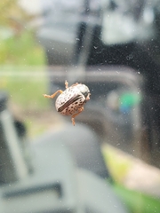 Calligrapha multipunctata