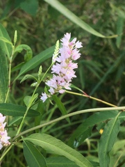 Persicaria bicornis