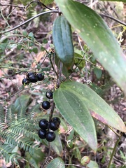 Smilax glyciphylla