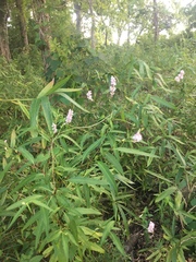 Persicaria bicornis