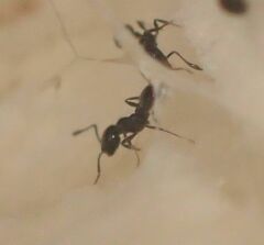 Monomorium minimum