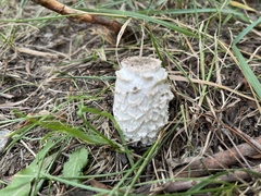 Coprinus