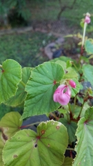 Begonia grandis
