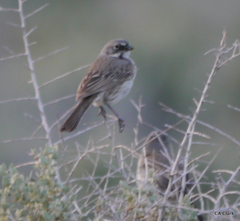 Artemisiospiza belli