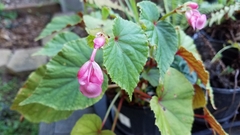 Begonia grandis